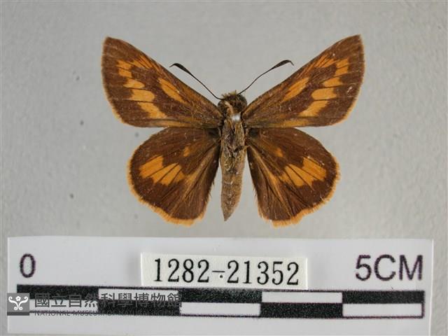 竹橙斑弄蝶藏品圖，第1張