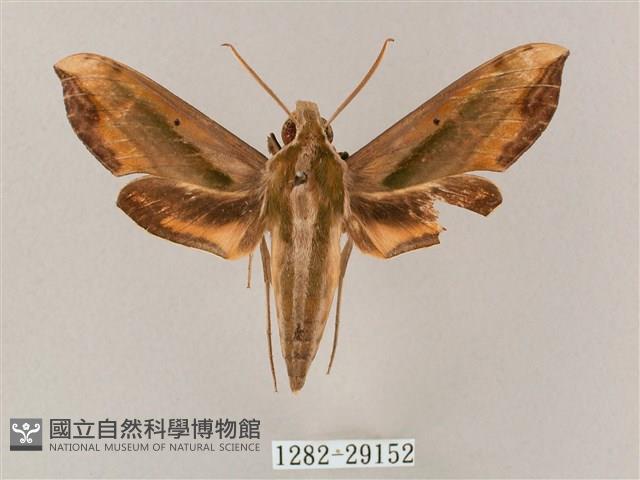 斜綠天蛾藏品圖，第1張