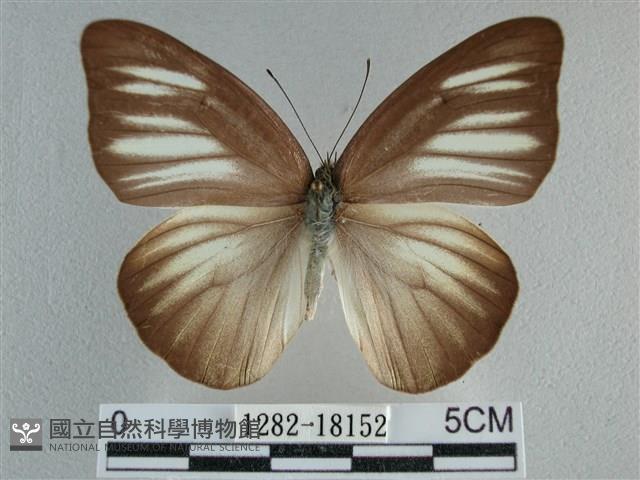 異色尖粉蝶藏品圖，第1張