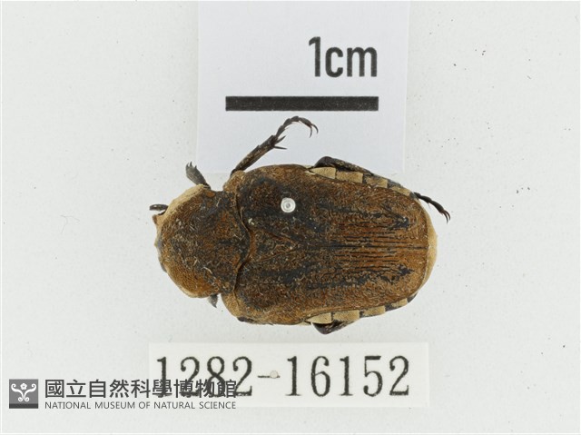 絨毛陷紋金龜藏品圖，第1張