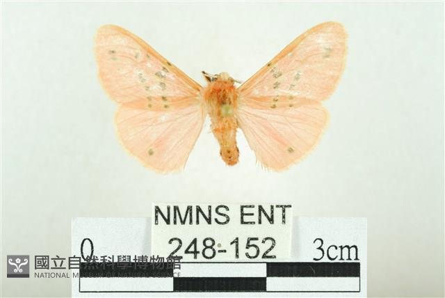 三條橙燈蛾藏品圖，第1張