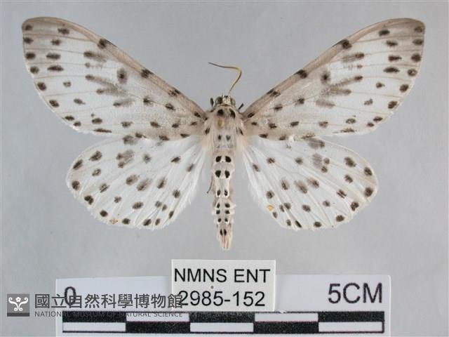 大胡麻斑星尺蛾藏品圖，第1張