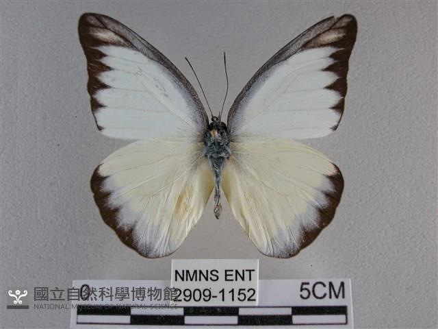 異色尖粉蝶藏品圖，第1張