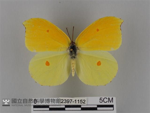 圓翅鉤粉蝶藏品圖，第1張