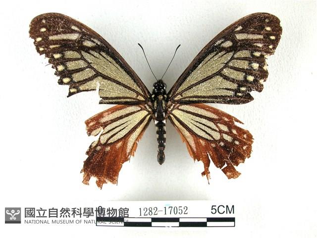 斑鳳蝶藏品圖，第1張