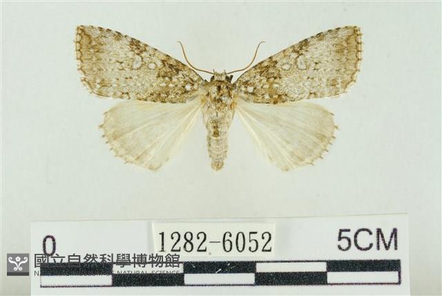 臺灣銀斑異波紋蛾藏品圖，第1張
