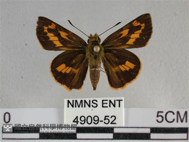 寬邊橙斑弄蝶藏品圖，第1張