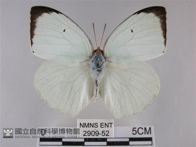 細波遷粉蝶藏品圖，第1張