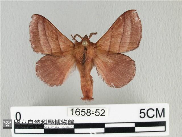 川邊氏枯葉蛾藏品圖，第1張