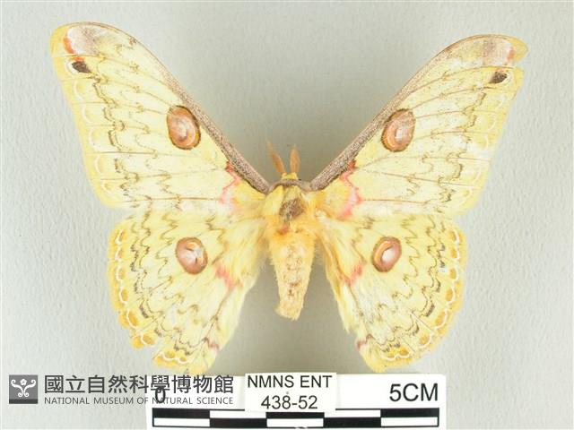 黃豹天蠶蛾藏品圖，第1張