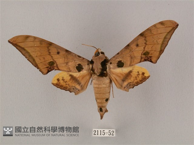 裂斑鷹翅天蛾藏品圖，第1張