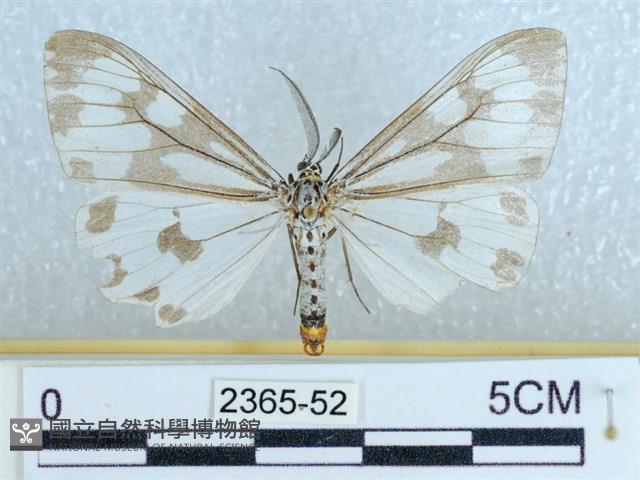 粉蝶燈蛾藏品圖，第1張