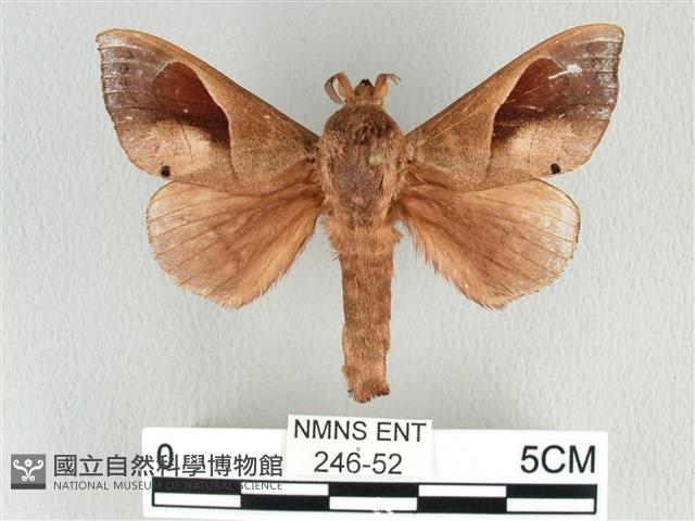 大褐斑枯葉蛾藏品圖，第1張