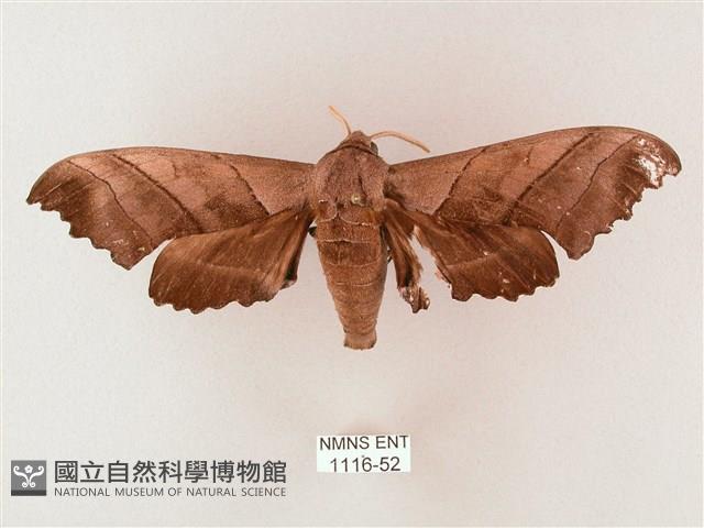 齒翅三線天蛾藏品圖，第1張