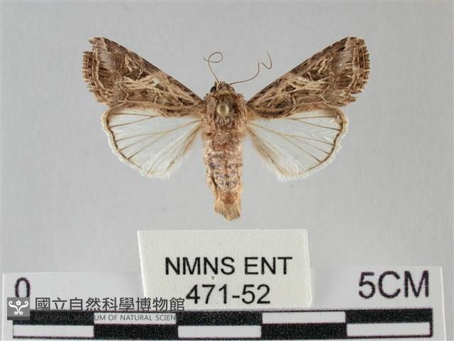 斜紋夜盜蛾藏品圖，第1張