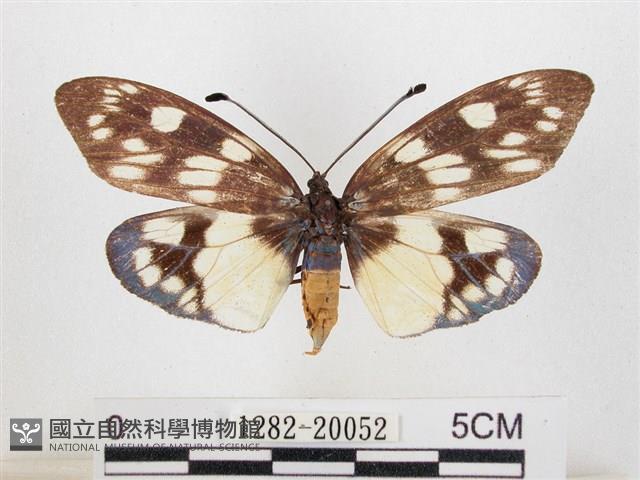 蓬萊茶斑蛾藏品圖，第1張