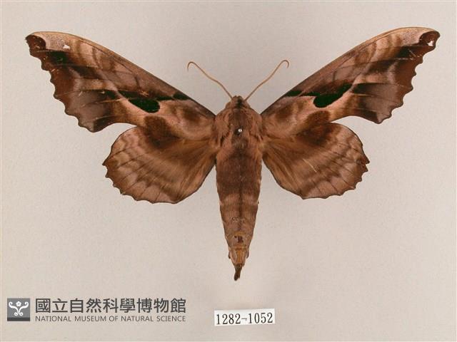 盾天蛾藏品圖，第1張