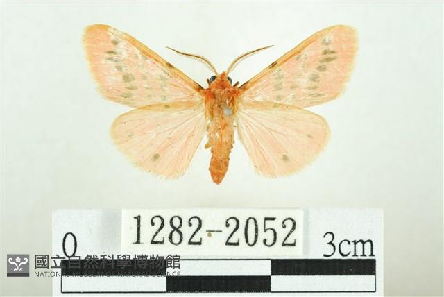 三條橙燈蛾藏品圖，第1張