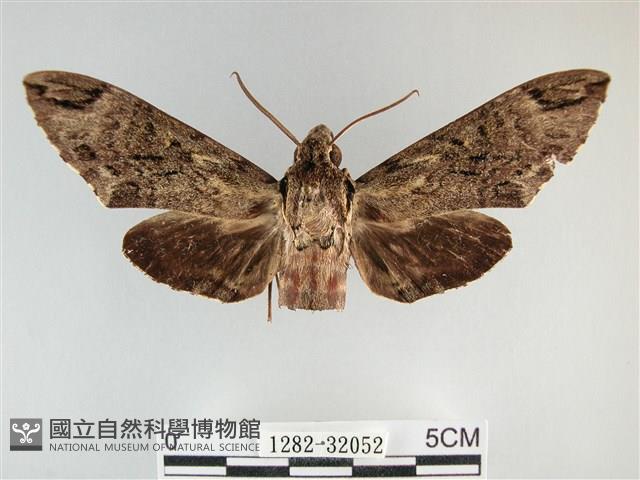 霜天蛾藏品圖，第1張