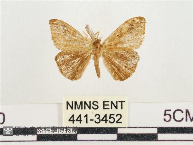 小白紋毒蛾藏品圖，第1張