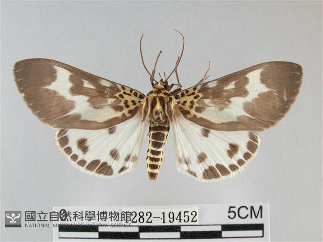 扭擬燈蛾藏品圖，第1張