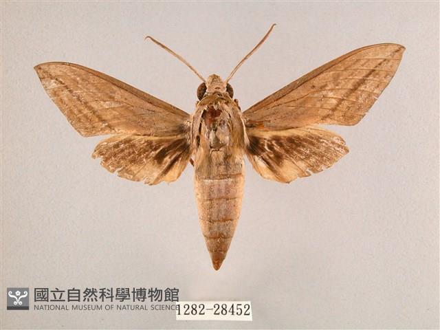 背帶斜紋天蛾藏品圖，第1張