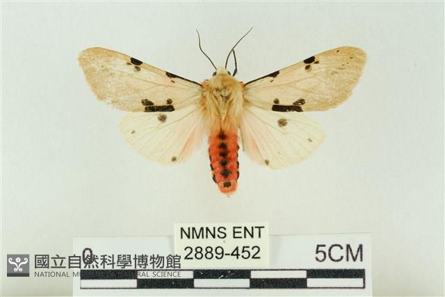 棍棒污燈蛾藏品圖，第1張