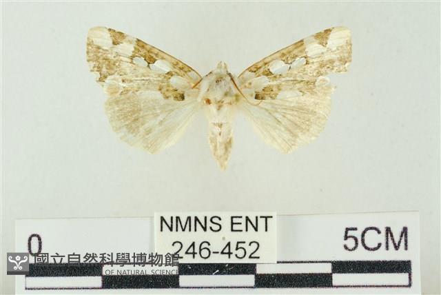 連珠波紋蛾藏品圖，第1張