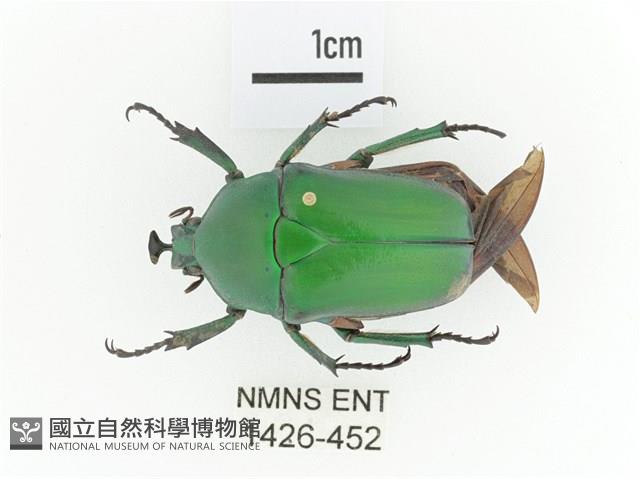 臺灣扇角金龜藏品圖，第1張