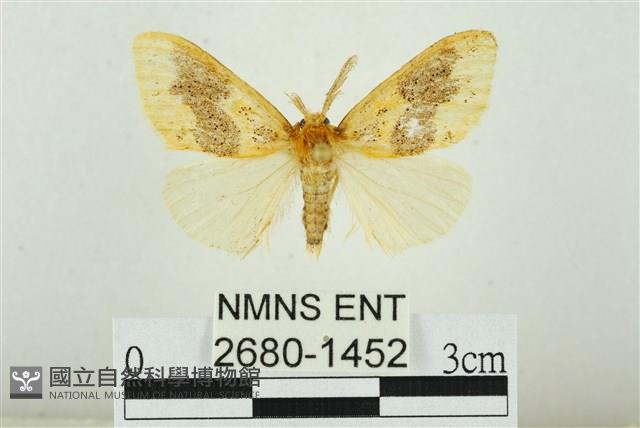 寬紋黃毒蛾藏品圖，第1張