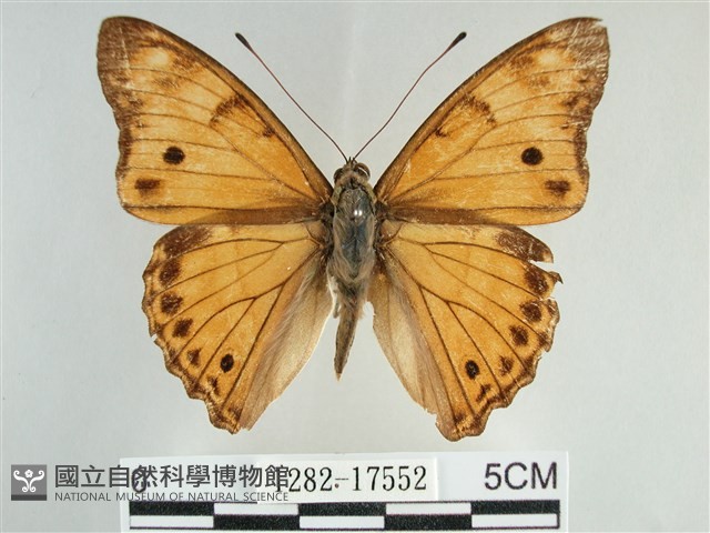 金鎧蛺蝶藏品圖，第1張
