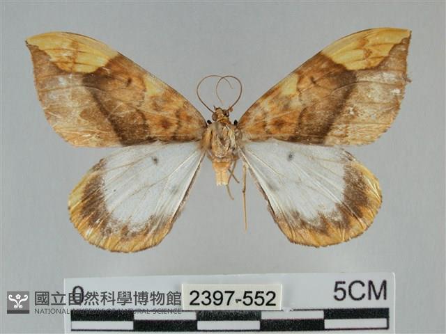 枯葉尺蛾藏品圖，第1張