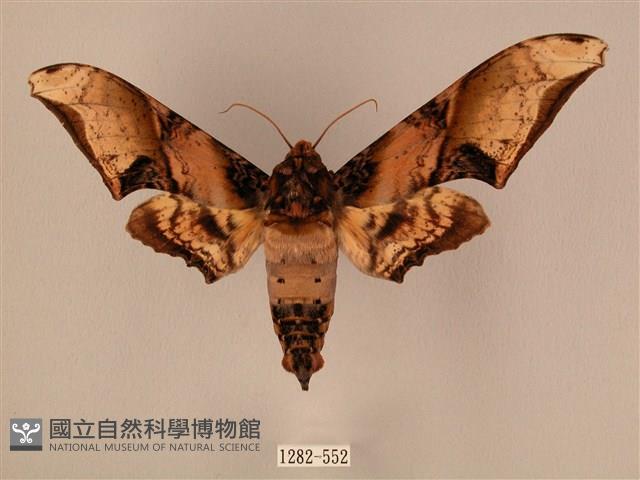 臀角斑天蛾藏品圖，第1張