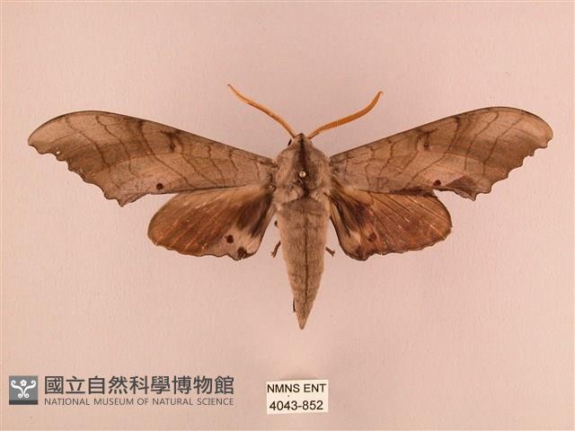 栗六點天蛾藏品圖，第1張