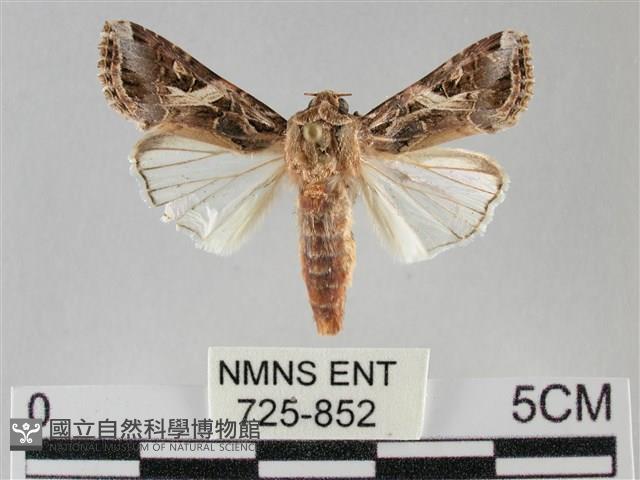 斜紋夜盜蛾藏品圖，第1張