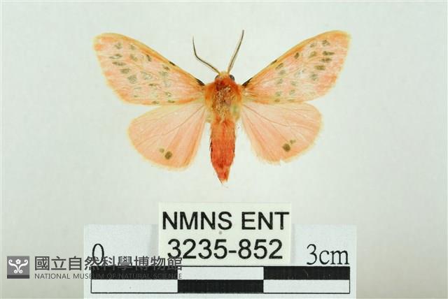 三條橙燈蛾藏品圖，第1張