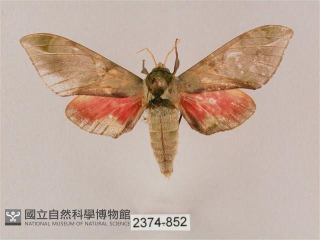 榆綠天蛾藏品圖，第1張