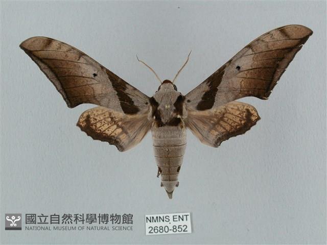 黑帶鷹翅天蛾藏品圖，第1張