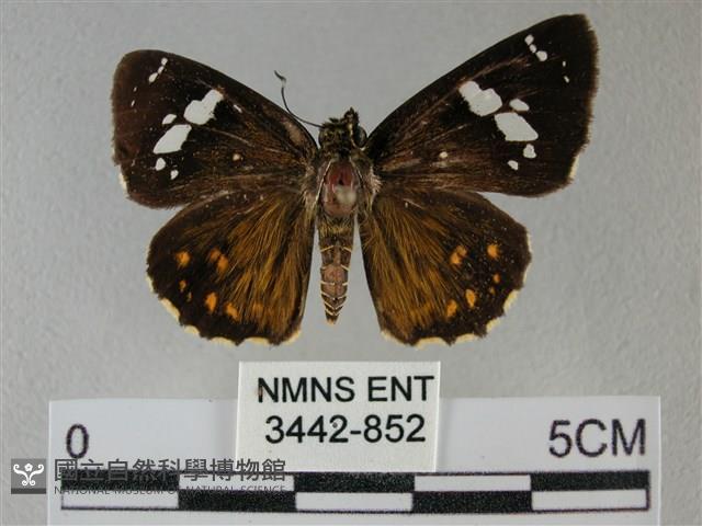 小星弄蝶藏品圖，第1張