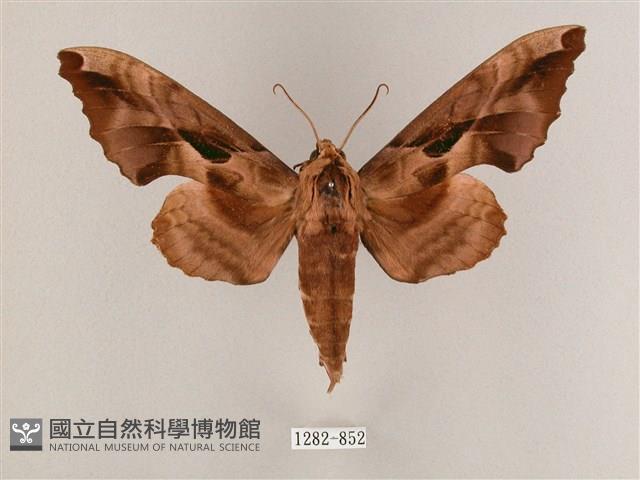 盾天蛾藏品圖，第1張