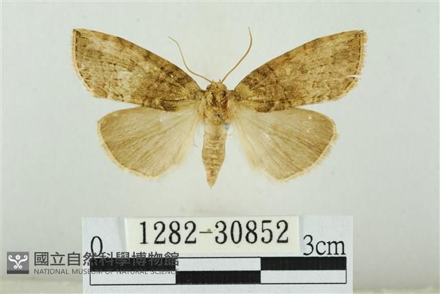 霧社環波紋蛾藏品圖，第1張