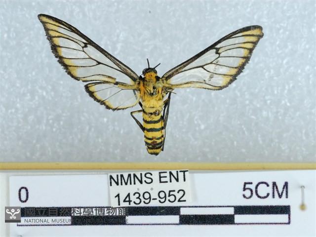 登錄號:001439-00952藏品圖，第1張