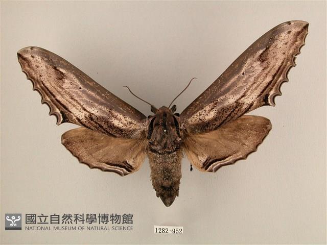 臺灣鋸翅天蛾藏品圖，第1張