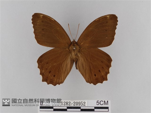 褐翅蔭眼蝶藏品圖，第1張