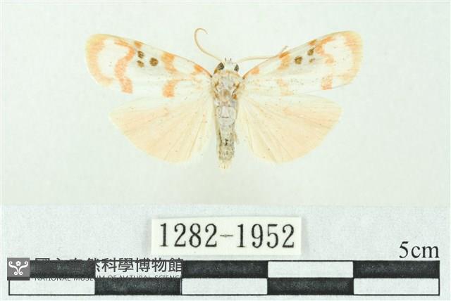 臺雪苔蛾藏品圖，第1張