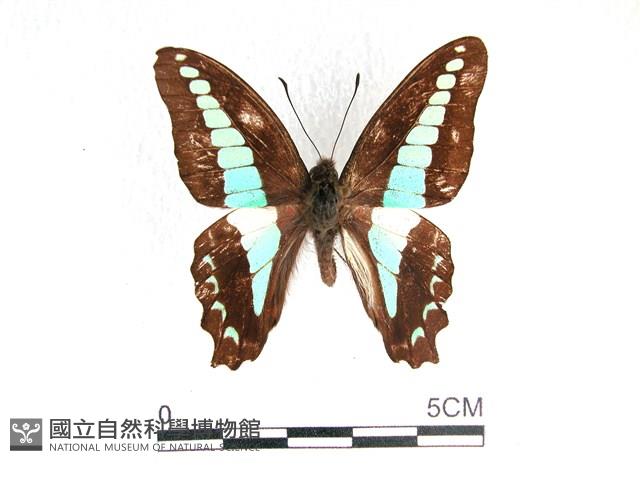 青帶鳳蝶藏品圖，第1張