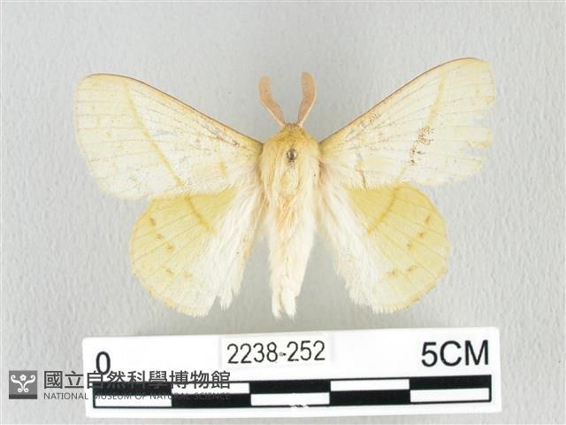 青枯葉蛾藏品圖，第1張