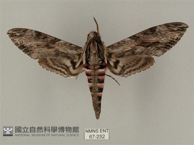 蝦殼天蛾藏品圖，第1張