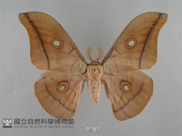 姬透目天蠶蛾藏品圖，第1張