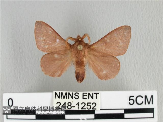 薄翅枯葉蛾藏品圖，第1張